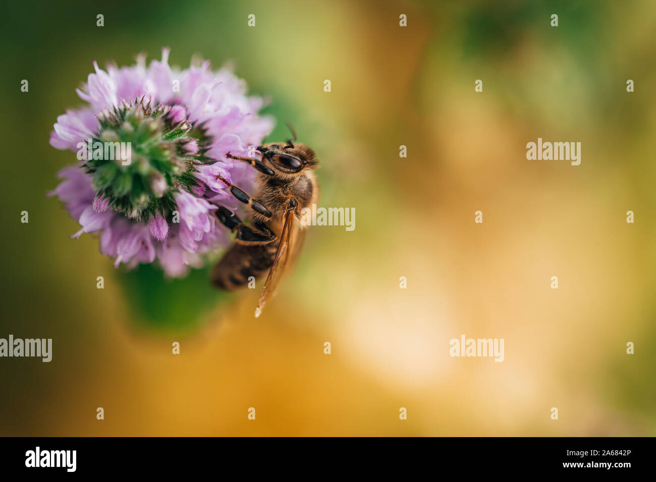 Bee leccare il nettare, la bevanda degli dèi, da un fiore di menta in tarda estate, mentre il sole è in aumento. Foto Stock