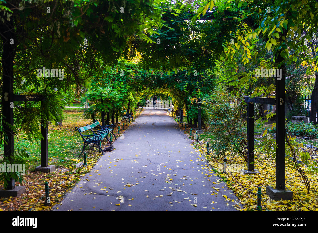 Autunno scena, uomo su un vicolo in giardini Cismigiu Park nel centro di Bucarest, Romania, 2019 Foto Stock