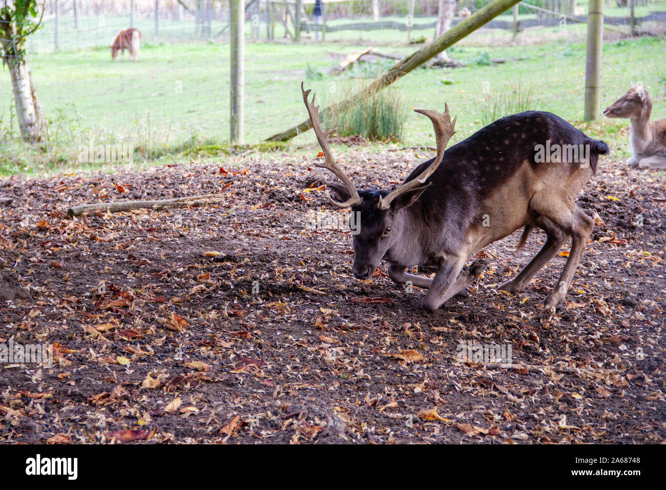 Vista di un sdraiato daini, Cervus dama Foto Stock