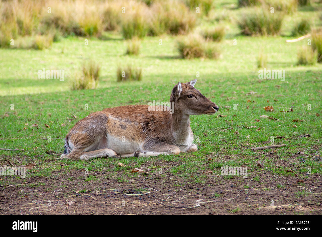 Vista di un DOE reclinabili, latino Cervidae Foto Stock