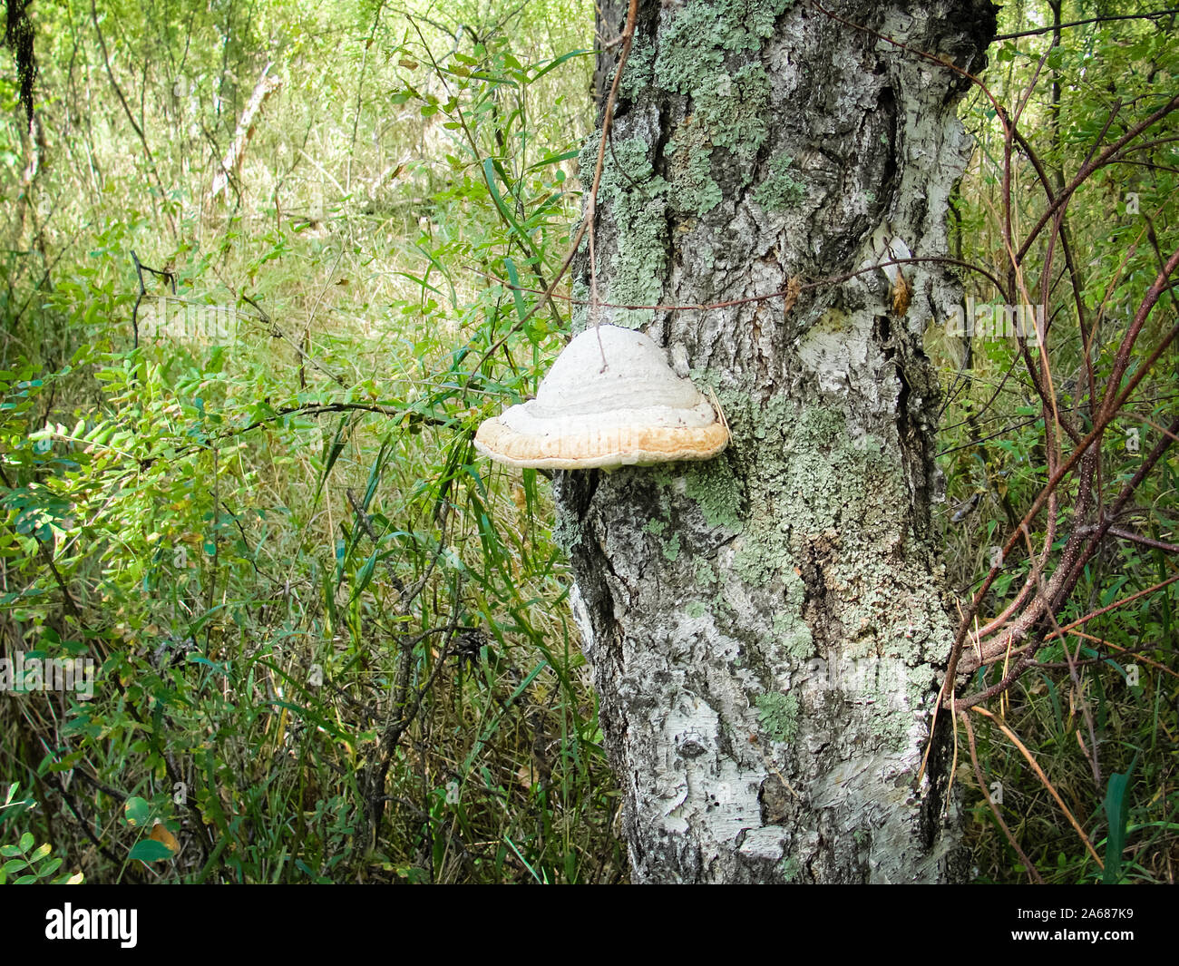 Chaga fungo o inonotus obliquus fungo in betulla Foto Stock