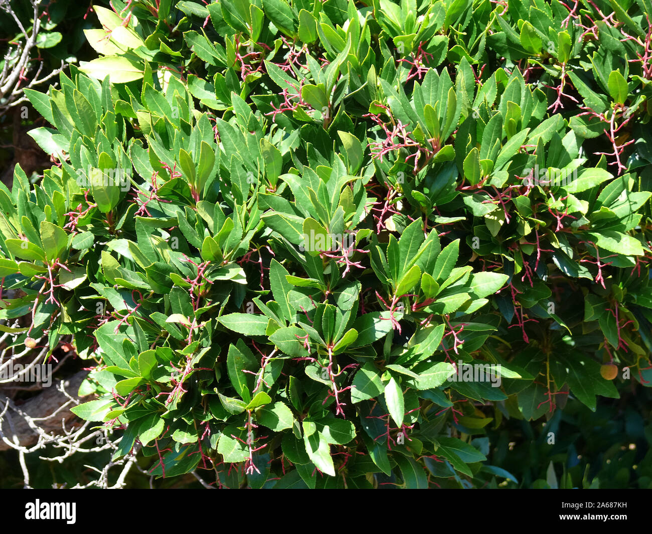 Il corbezzolo, Westlicher Erdbeerbaum, Arbutus unedo, szamócafa Foto Stock