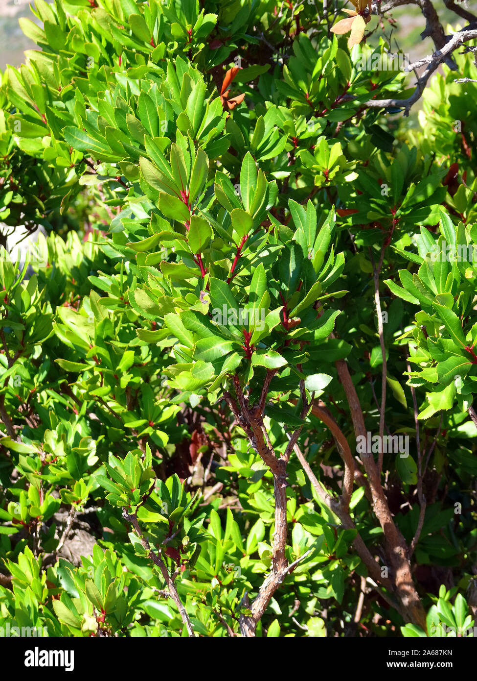 Il corbezzolo, Westlicher Erdbeerbaum, Arbutus unedo, szamócafa Foto Stock