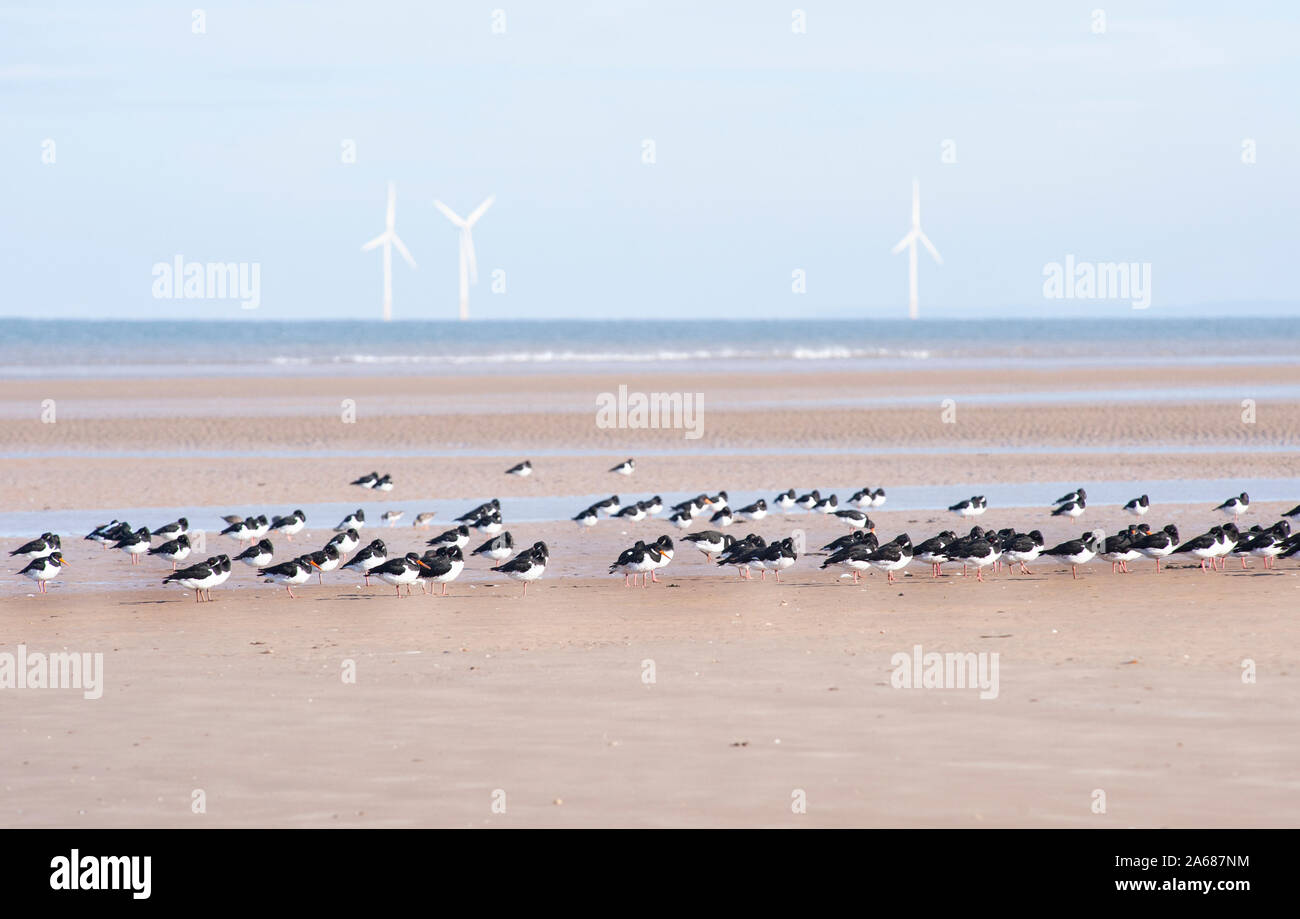 Eurasian oystercatcher, Haematopus ostralegus, sono ' appollaiati a bassa marea con turbine eoliche in mare, West Kirby beach, Wirral, Isole britanniche Foto Stock