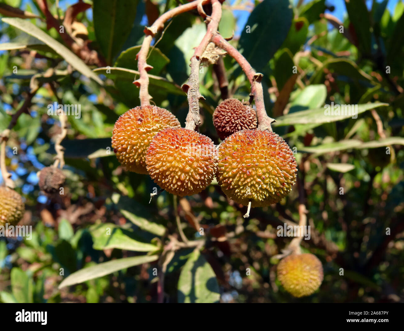 Il corbezzolo, Westlicher Erdbeerbaum, Arbutus unedo, szamócafa Foto Stock