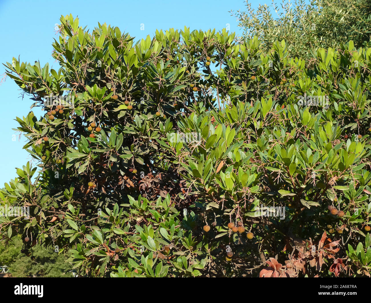 Il corbezzolo, Westlicher Erdbeerbaum, Arbutus unedo, szamócafa Foto Stock