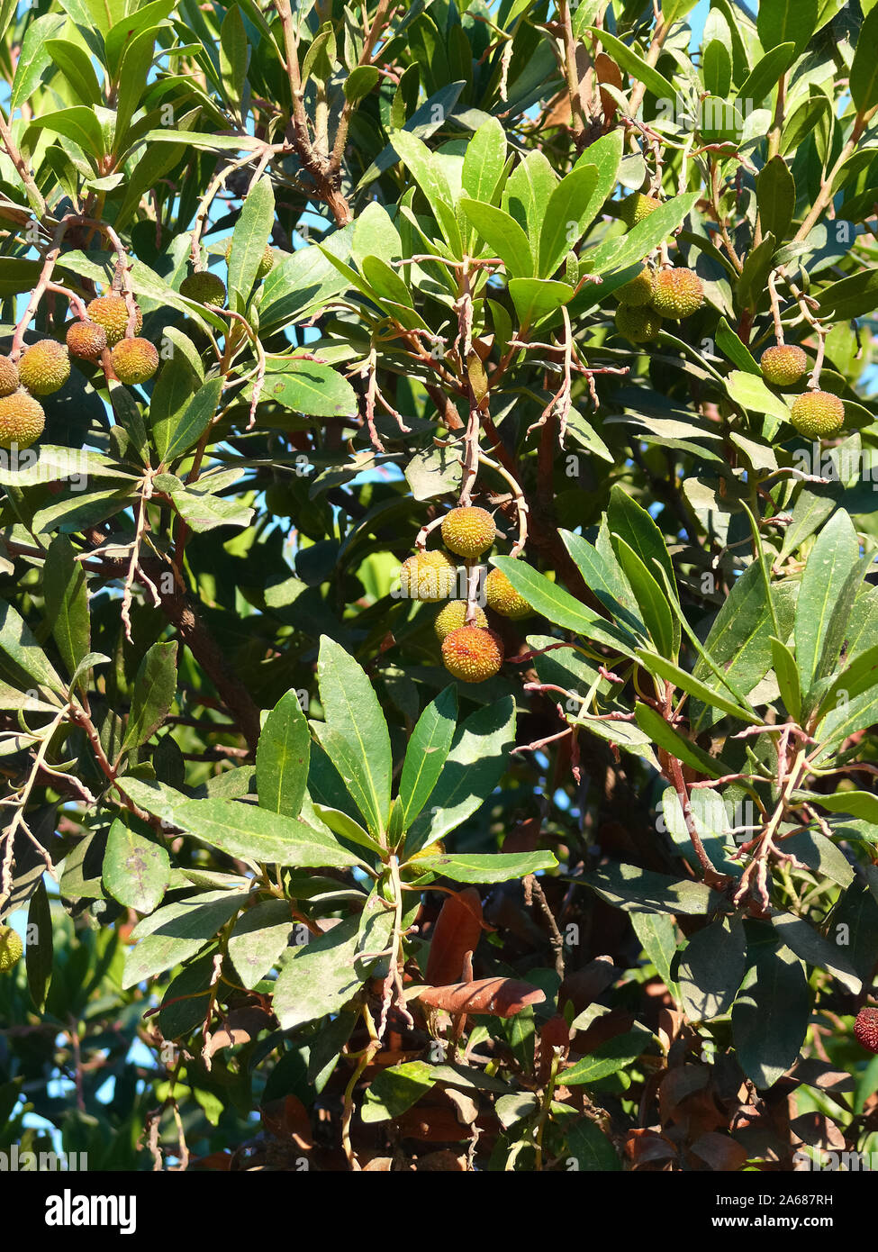 Il corbezzolo, Westlicher Erdbeerbaum, Arbutus unedo, szamócafa Foto Stock