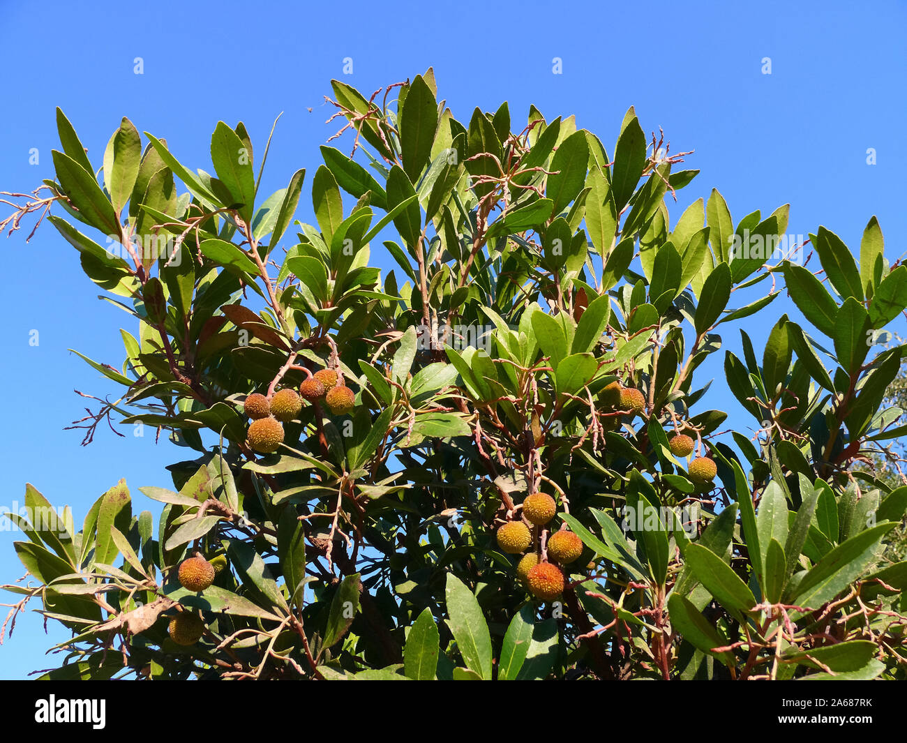 Il corbezzolo, Westlicher Erdbeerbaum, Arbutus unedo, szamócafa Foto Stock