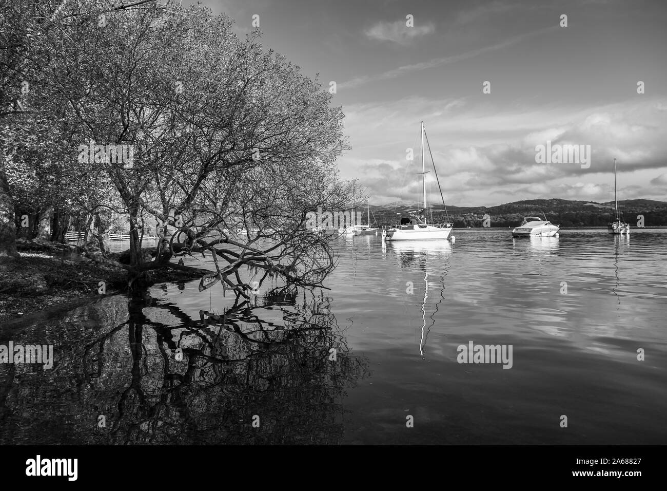 La riflessione di un grande albero sul bordo del lago di Windermere in Cumbria catturato in monocromia in ottobre 2019. Foto Stock