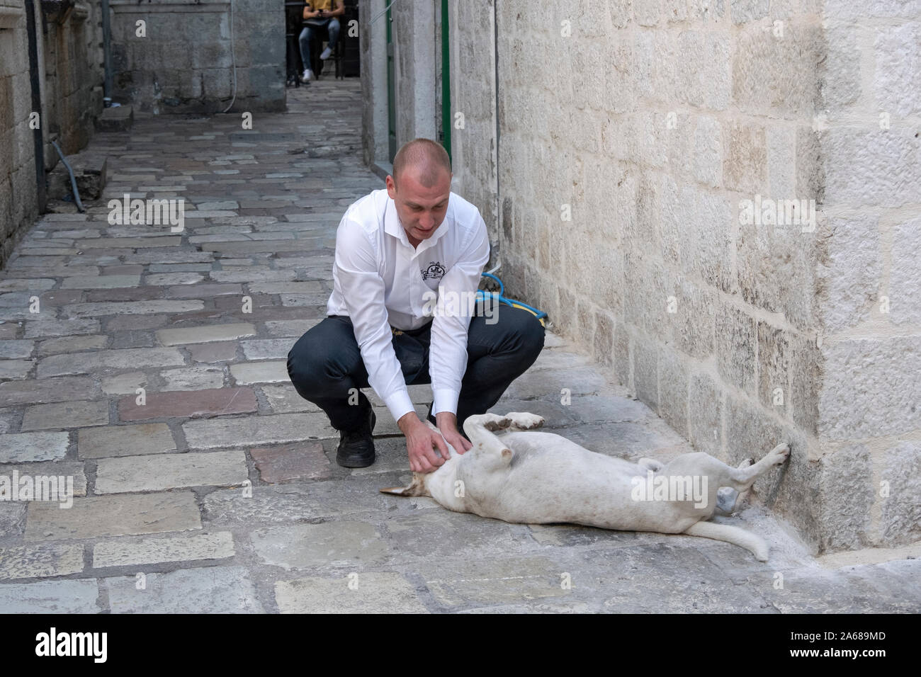 Un cameriere del ristorante Animali domestici & graffi un Feral cane nella città vecchia sezione di Dubrovnik, Croazia. Foto Stock