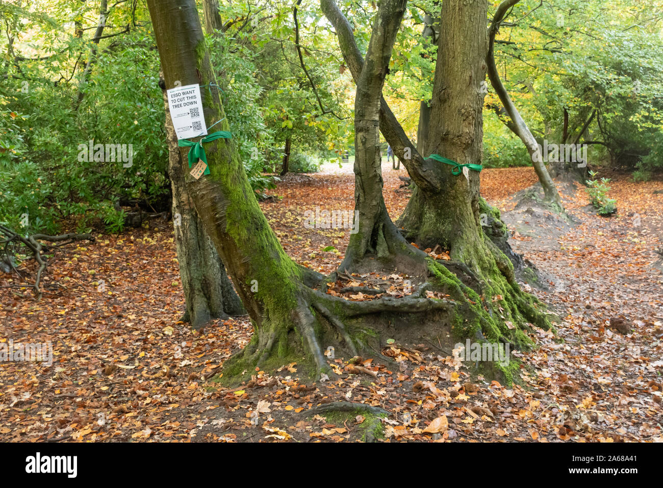 Ottobre 2019. Esso sta progettando di sostituire 90km di un esistente del combustibile per aviazione pipeline da Southampton a Londra, e la proposta di percorso passa attraverso il Queen Elizabeth Park a Farnborough, Hampshire, Regno Unito. Il progetto prevede il taglio di molti alberi del parco, compresi alberi maturi. Un gruppo di azione è stato istituito da Donna Wallace, precedente Partito Verde candidato per Rushmoor Borough consiglio, denominato Salva Queen Elizabeth Park da esso il combustibile da aviazione Pipeline. Gli avvisi sono stati condizionati sulla minaccia di alberi e verde ai nastri legata intorno a loro e una petizione è stata avviata Foto Stock