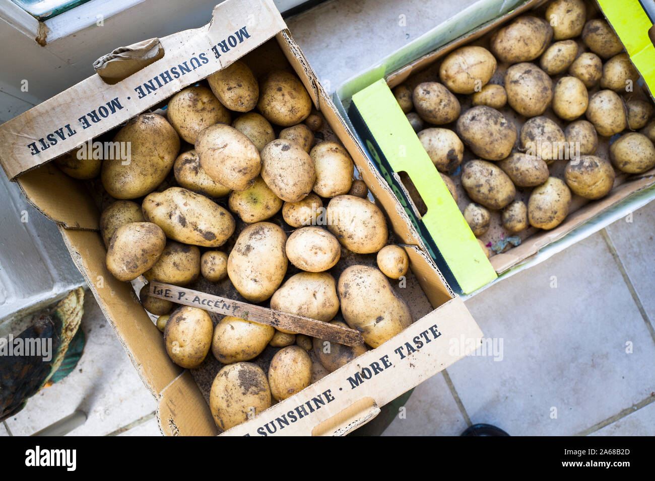 Appena scavato prima le patate primaticce accento in scatole pronte per mangiare nel Regno Unito Foto Stock