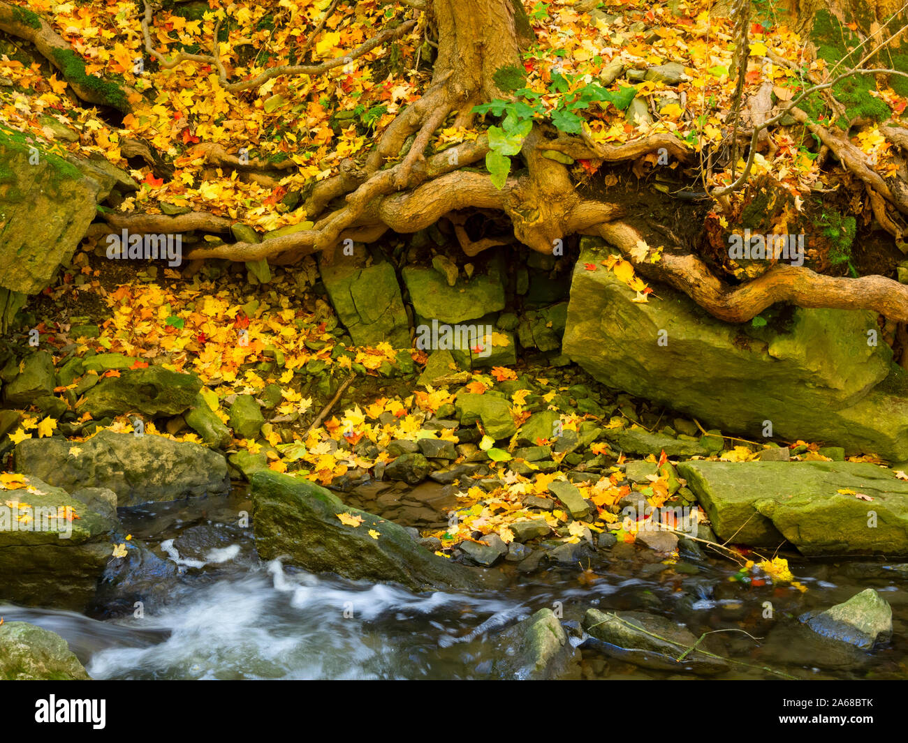 Caduta foglie e radici di albero, Tiffany Creek, Ancaster, Ontario Foto Stock