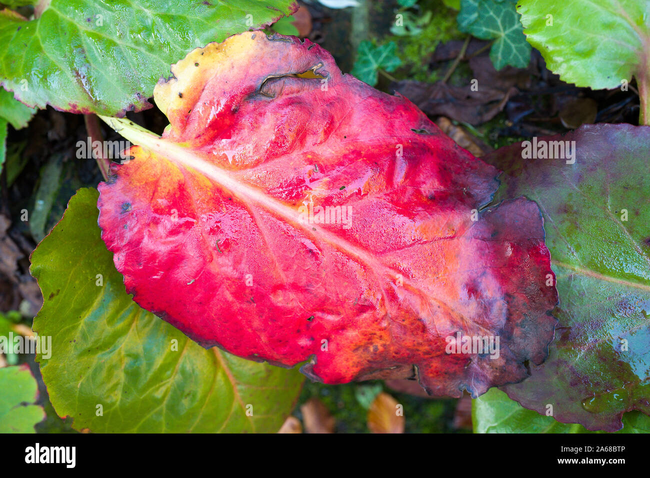 Foglia di Bergenia cordifolia cambiando colore in autunno in un giardino inglese Foto Stock