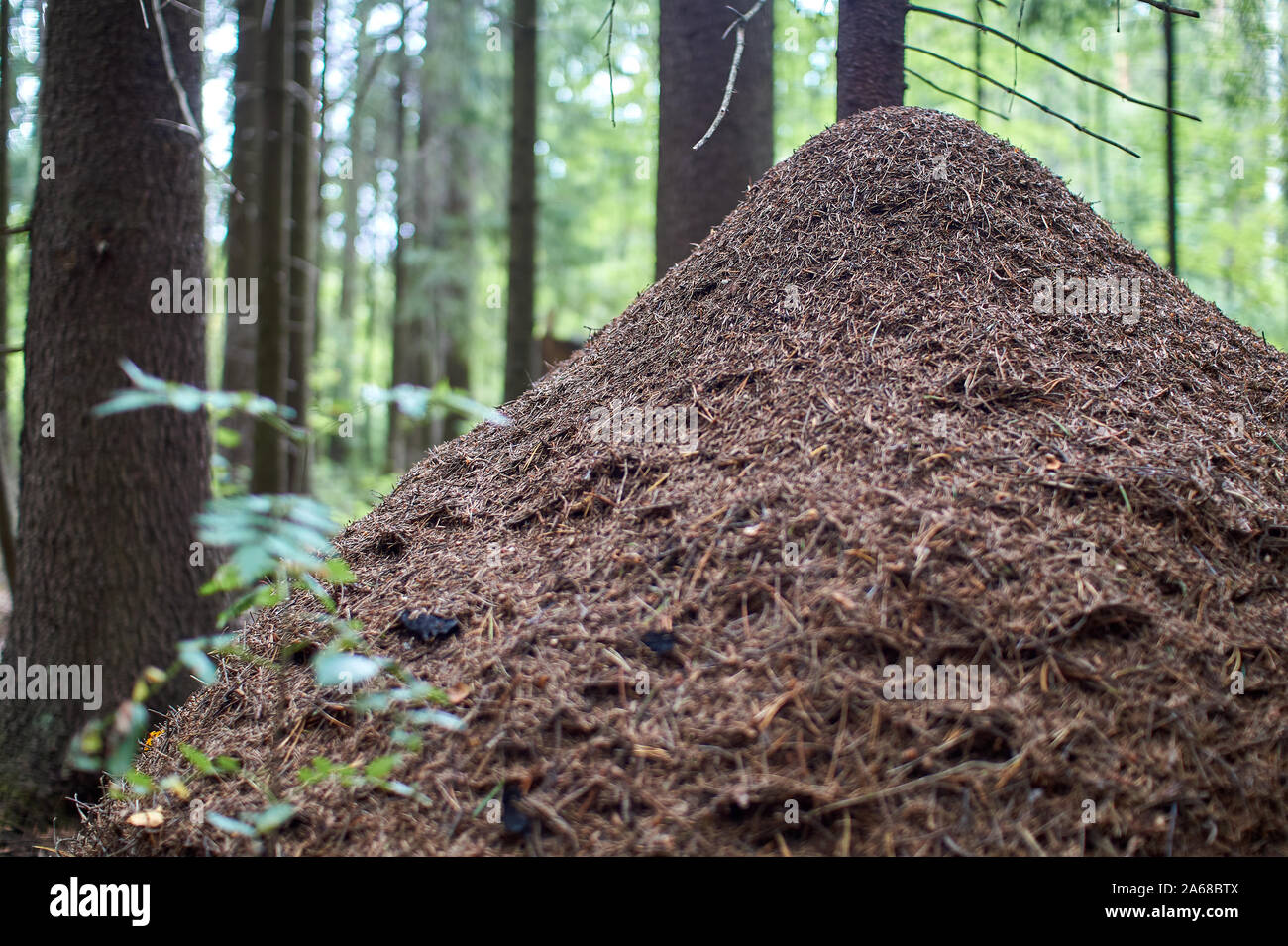 Enorme formicaio close-up con alberi in background. sfondo sfocato Foto Stock