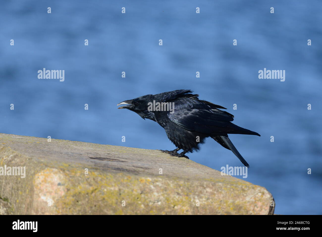 Raven Foto Stock