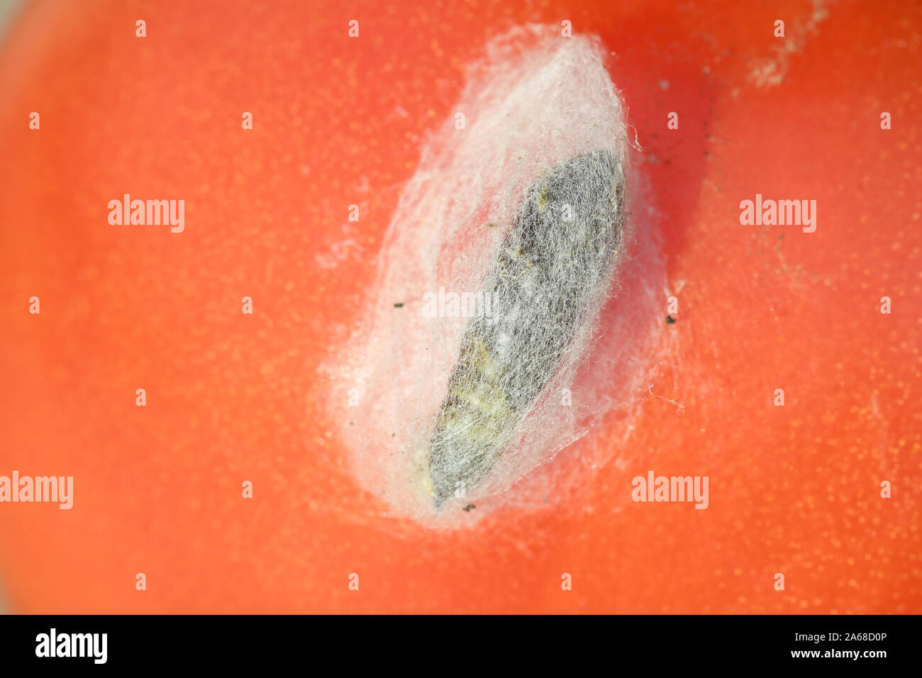 Close-up di la crisalide di crochet di pomodoro nel suo bozzolo di seta Foto Stock