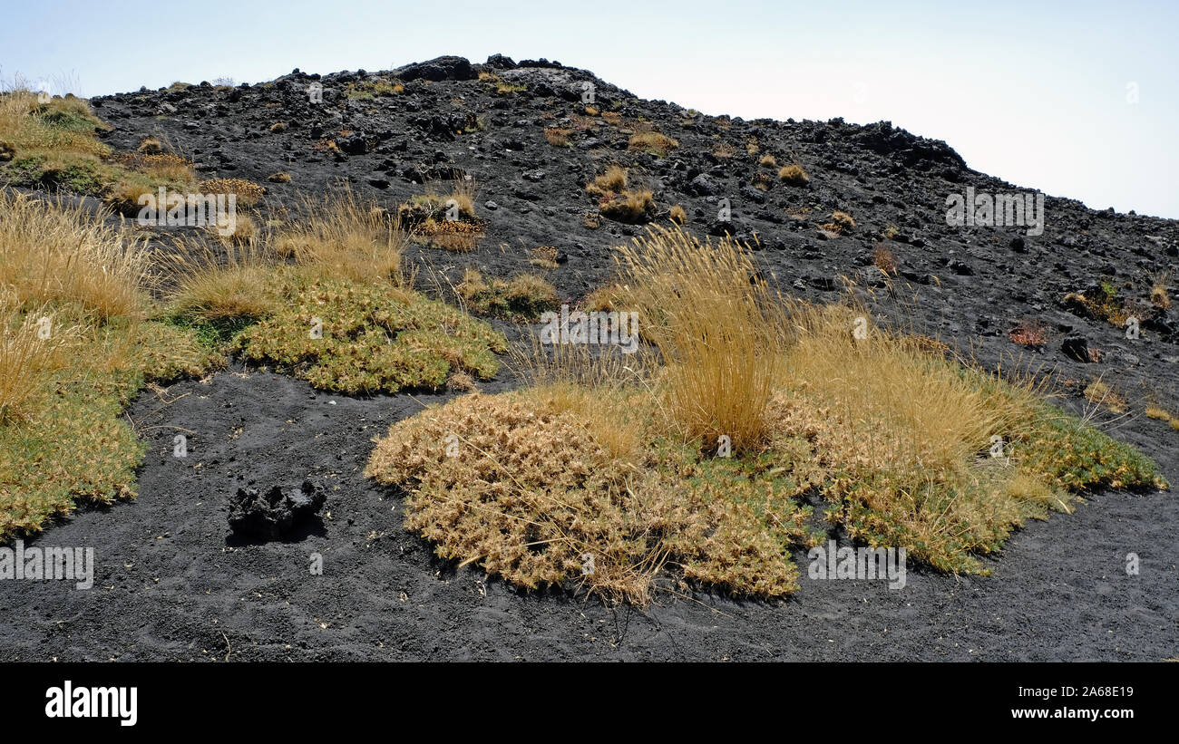 Vegetazione nana oltre il paesaggio di lava, Etna (vulcano), Sicilia, Italia. Foto Stock