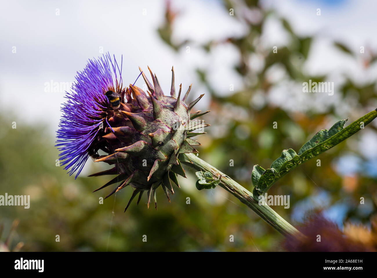 Fiore con Ape su un cardo gigante pianta coltivata per scopi ornamentali NEL REGNO UNITO Foto Stock
