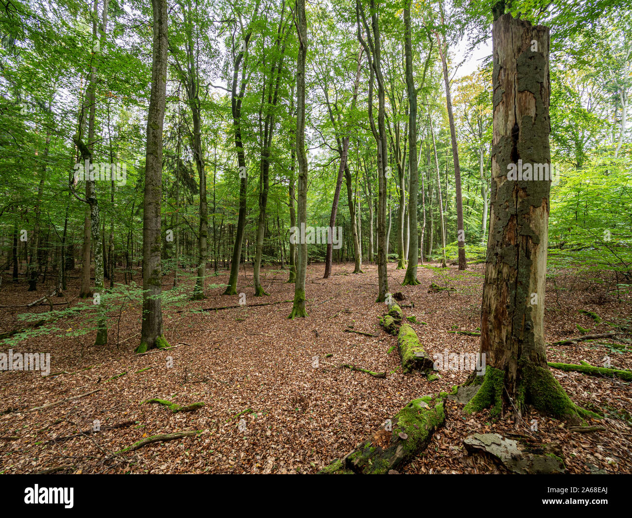 Europea di faggio (Fagus ). nel bosco, Serrahn, Muritz-National Park, Patrimonio Naturale dell'umanità, Germania, Foto Stock