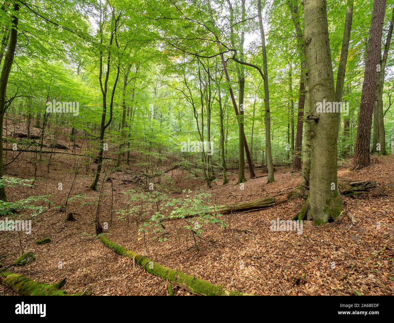 Europea di faggio (Fagus ). nel bosco, Serrahn, Muritz-National Park, Patrimonio Naturale dell'umanità, Germania, Foto Stock
