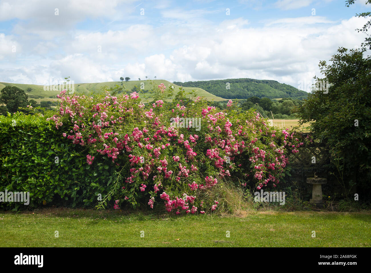 Impressionante rambler rose fioritura come parte di una siepe di confine in un territorio rurale giardino inglese nel Regno Unito Foto Stock