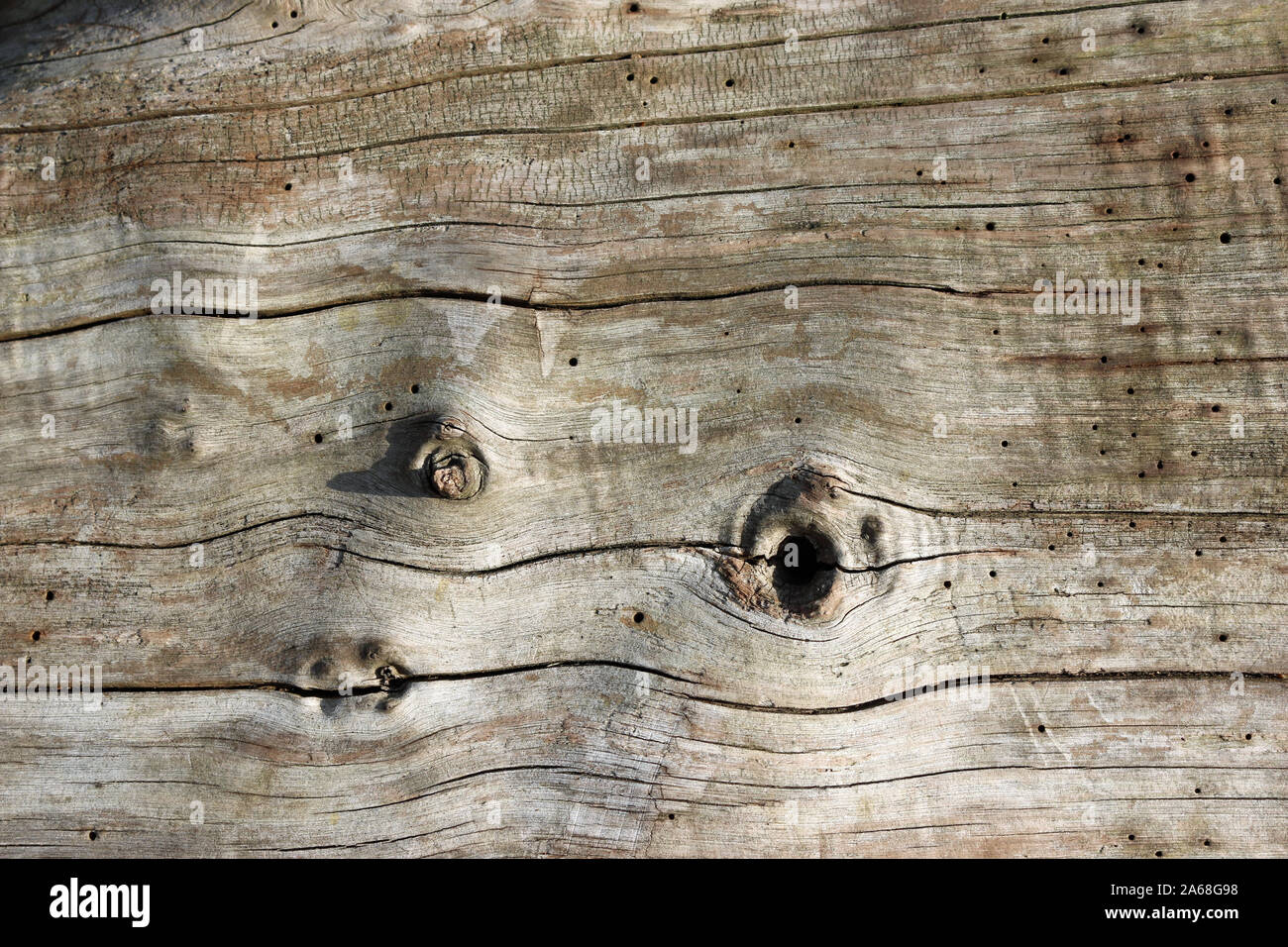 Tronco di albero senza corteccia che mostra una bella texture con nodi, crepe e lasciata decadere per la fauna selvatica con un sacco di insetti, probabilmente beetle, i fori di uscita. Foto Stock