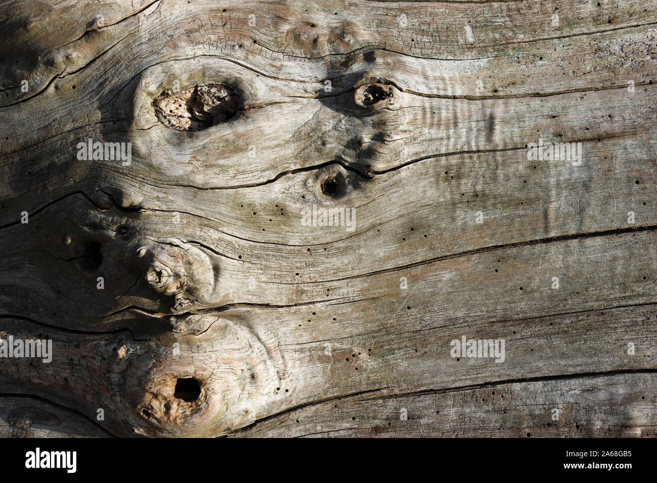 Tronco di albero senza corteccia che mostra una bella texture con nodi, crepe e lasciata decadere per la fauna selvatica con un sacco di insetti, probabilmente beetle, i fori di uscita. Foto Stock