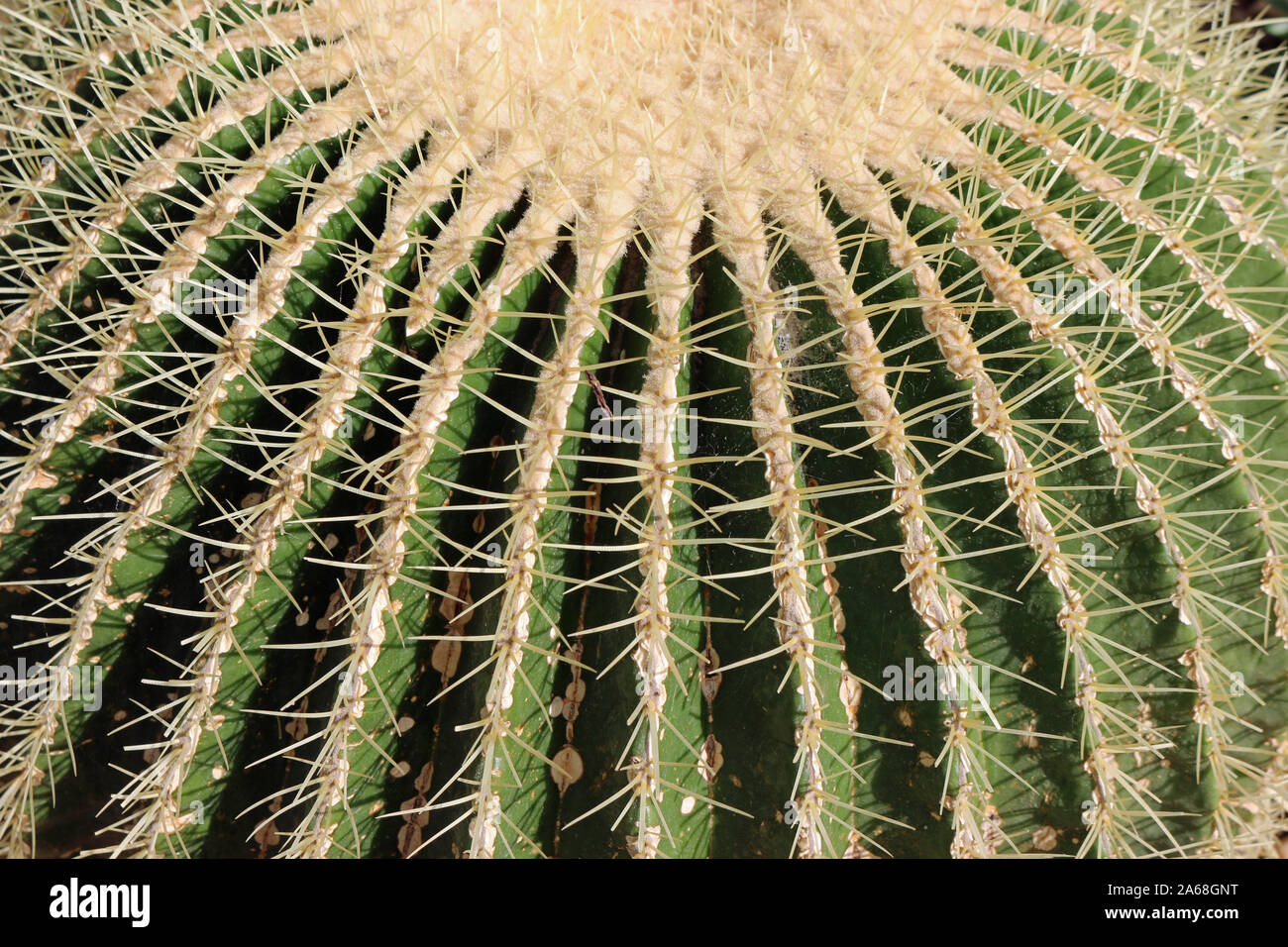 Golden barrel cactus, Echinocactus grusonii, che mostra la disposizione delle spine ma senza sfondo. Foto Stock