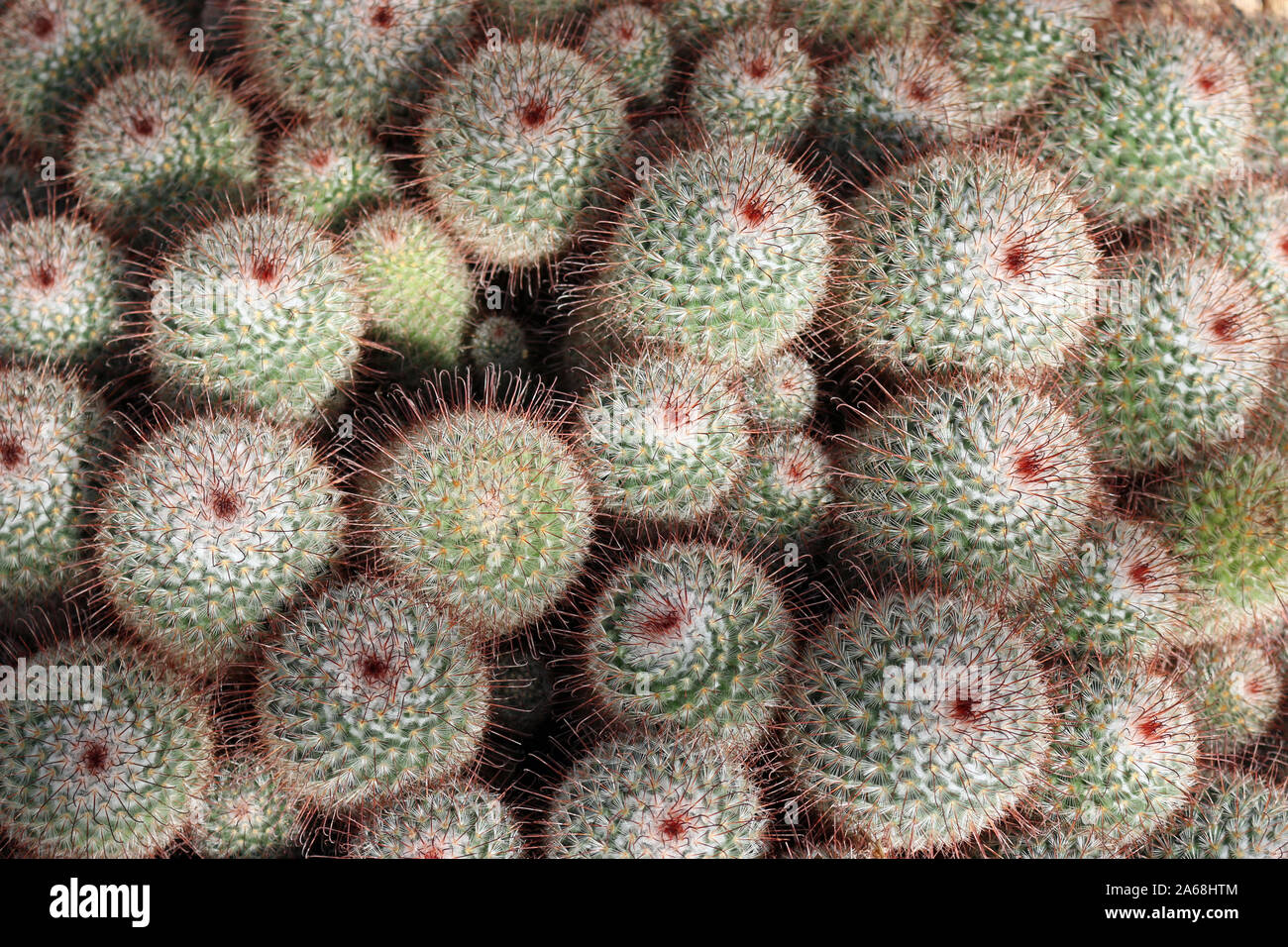 Silken puntaspilli cactus, Mammillaria bombycina, che mostra la disposizione delle spine ma senza sfondo. Foto Stock