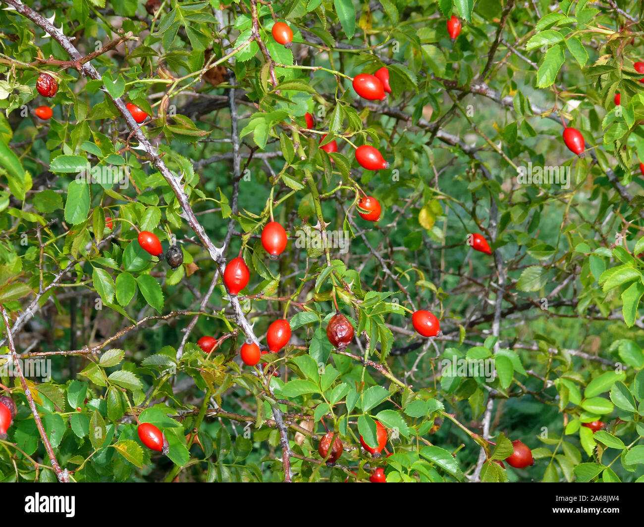 La rosa canina, Hunds-Rose, Rosa canina, vadrózsa Foto Stock