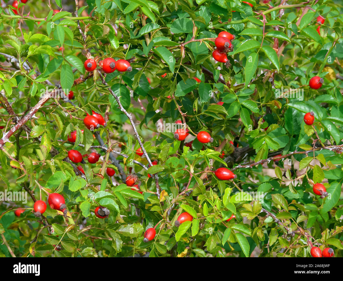 La rosa canina, Hunds-Rose, Rosa canina, vadrózsa Foto Stock