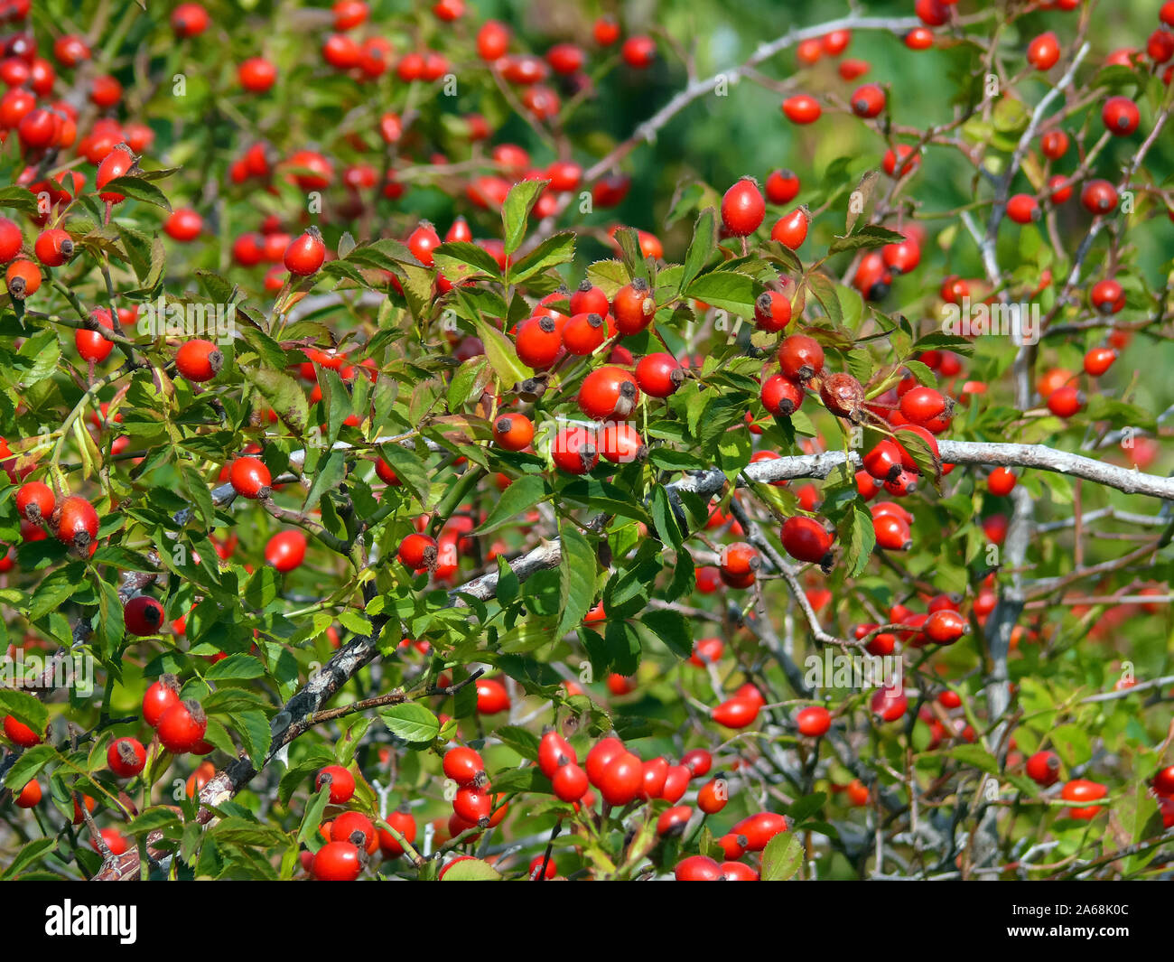 La rosa canina, Hunds-Rose, Rosa canina, vadrózsa Foto Stock