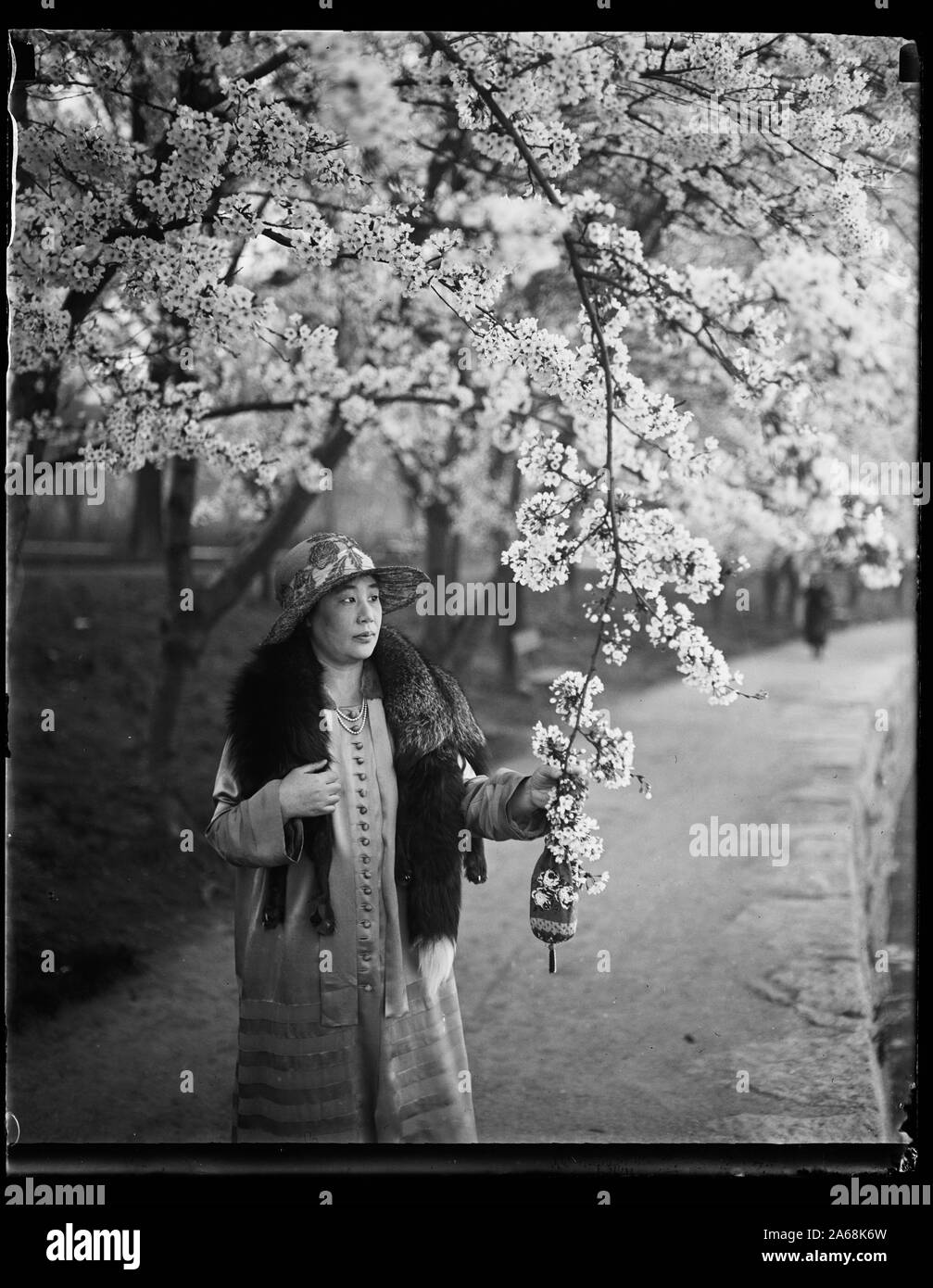 Donna con fiori di ciliegio, Washington D.C. Foto Stock