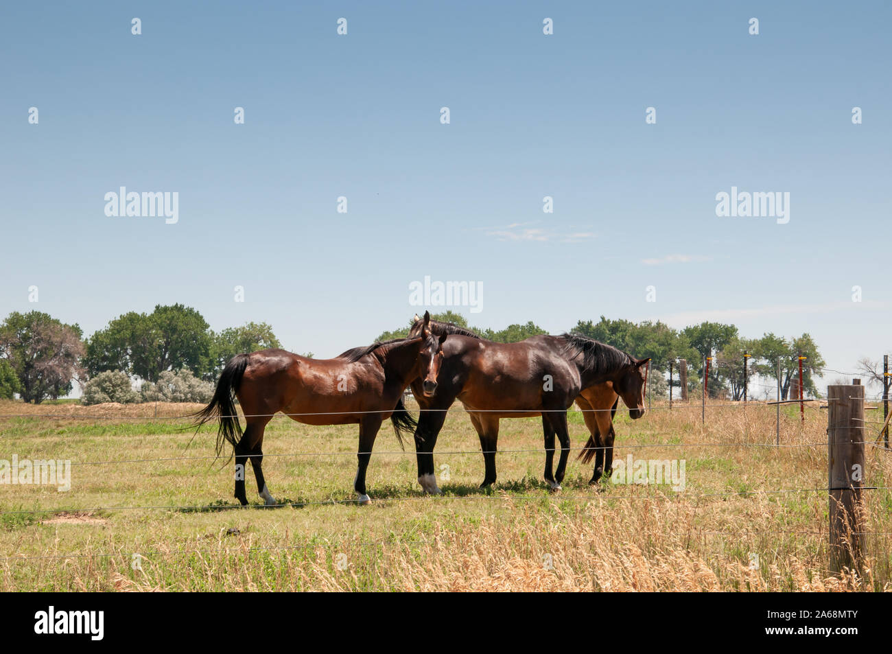 Tre cavalli in piedi in un pascolo recintato Foto Stock