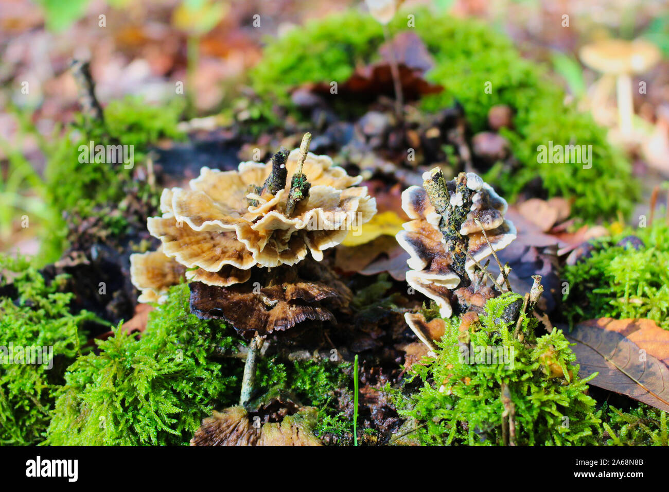 Messa a fuoco selezionata su oak - laminato fungo (Stereum gausapatum) crescita intorno a un ramoscello Foto Stock