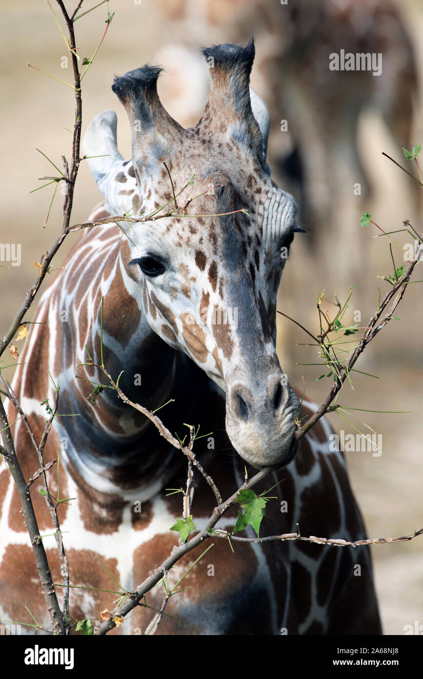 Un traliccio Giraffe, Giraffa camelopardalis, alimentazione. Cape May County Zoo, New Jersey, STATI UNITI D'AMERICA Foto Stock