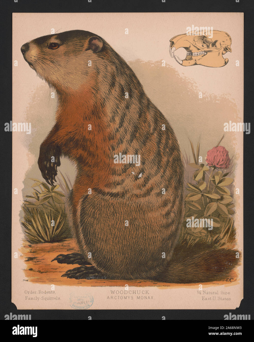 Marmotta - Arctomys monax / E.K. Foto Stock