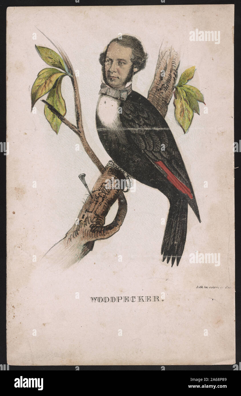 Un picchio / lith. nei colori da Ros[enthal]. Foto Stock