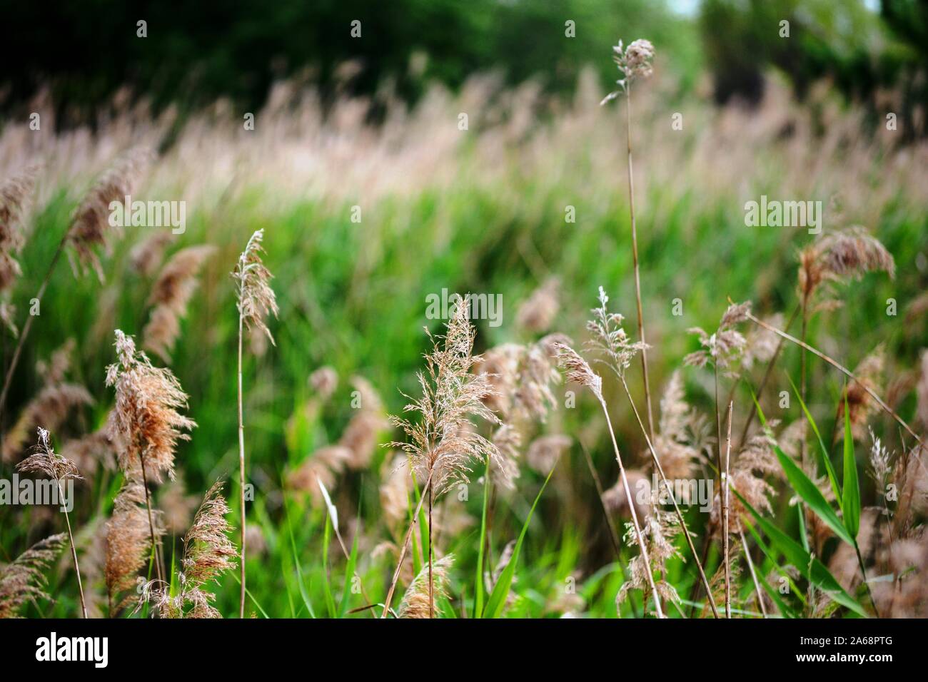 Marrone e piante verdi nel campo Foto Stock