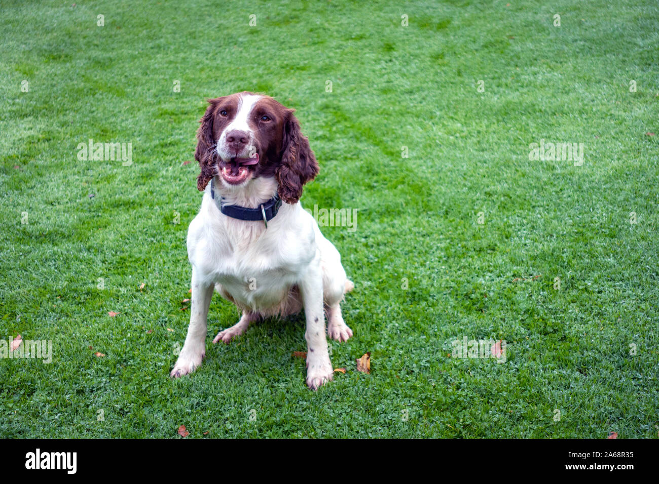 Springer Spaniel seduto su un prato guardando la macchina fotografica Foto Stock
