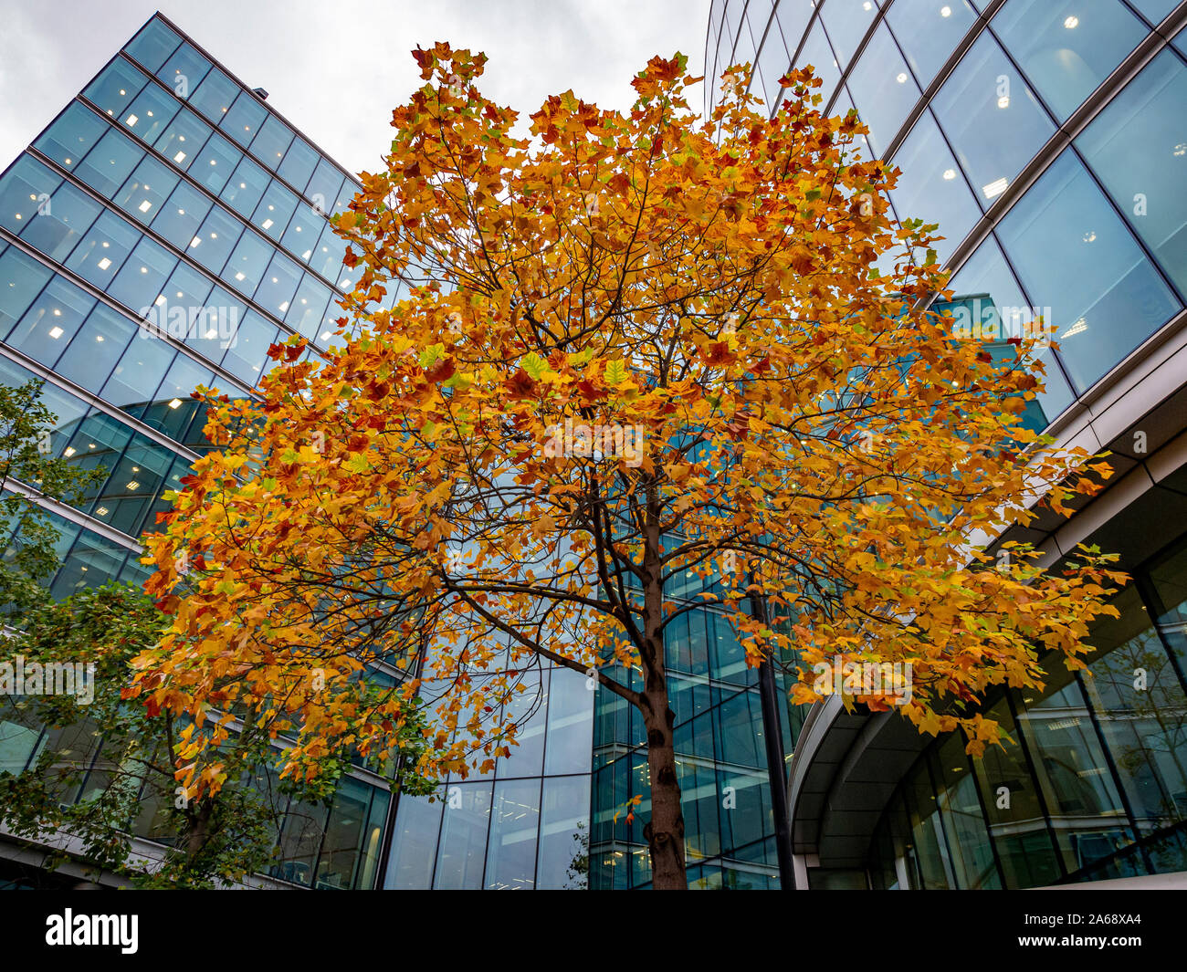 Autunno dorato albero colorato nella parte anteriore del vetro di moderni edifici, Londra, Regno Unito. Foto Stock