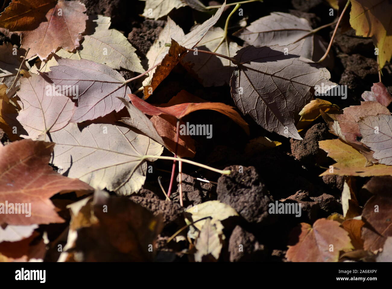 Cluster di caduto foglie rosse rocce di lava Foto Stock