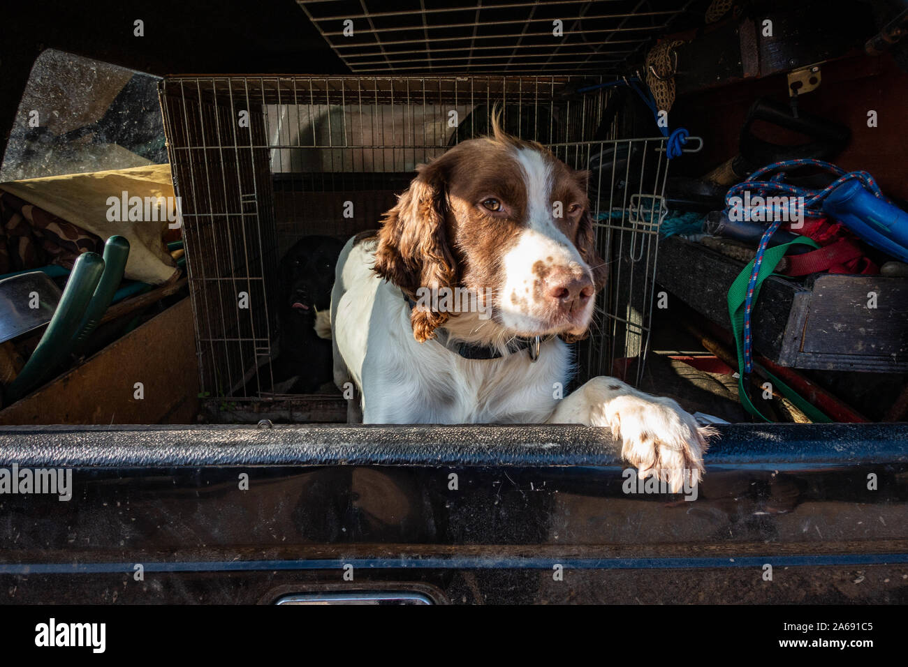 Cane da ferma nel retro del carrello Foto Stock