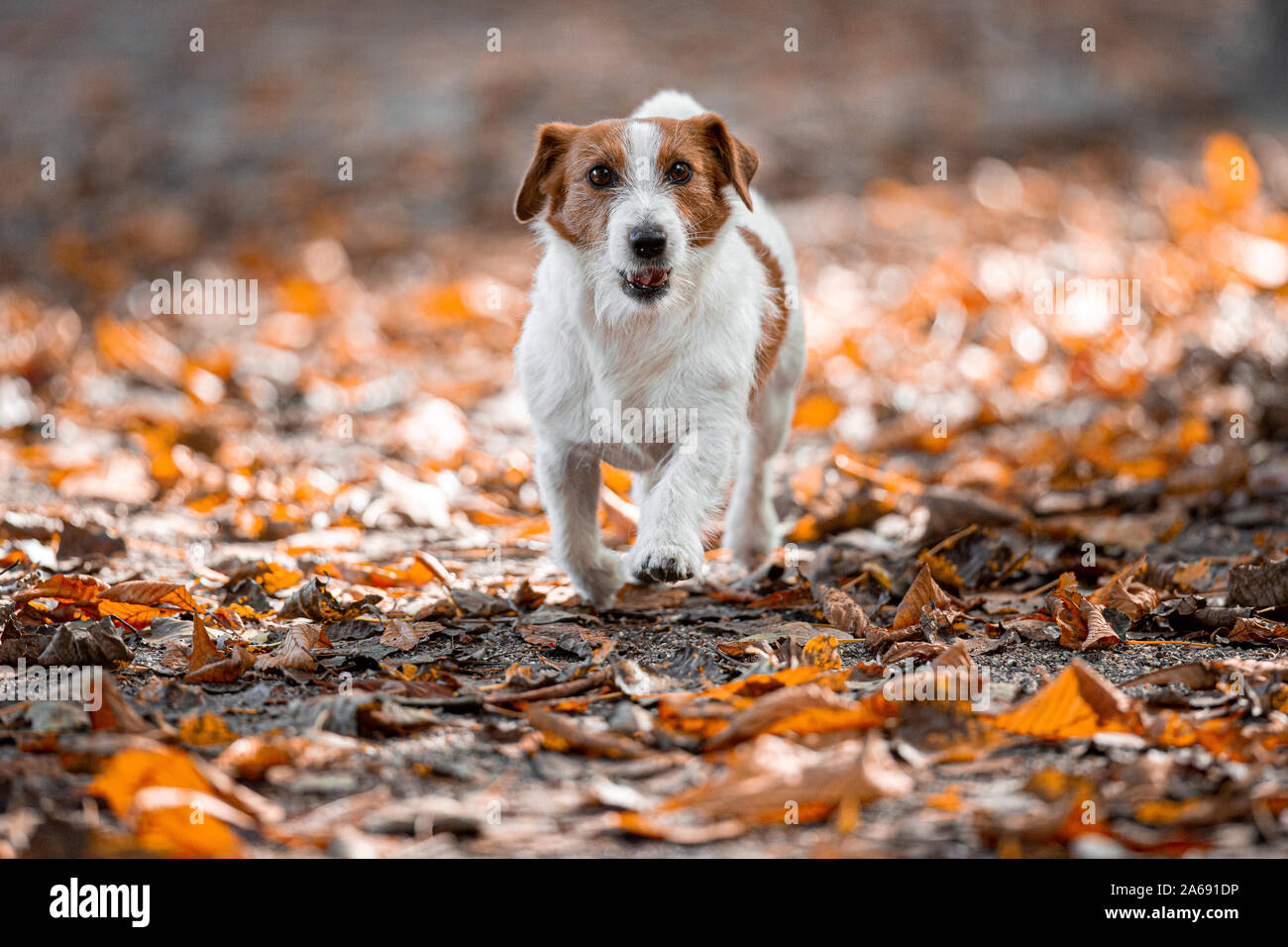 Jack Russel Terrier in un parco tra foglie di autunno. Foto Stock