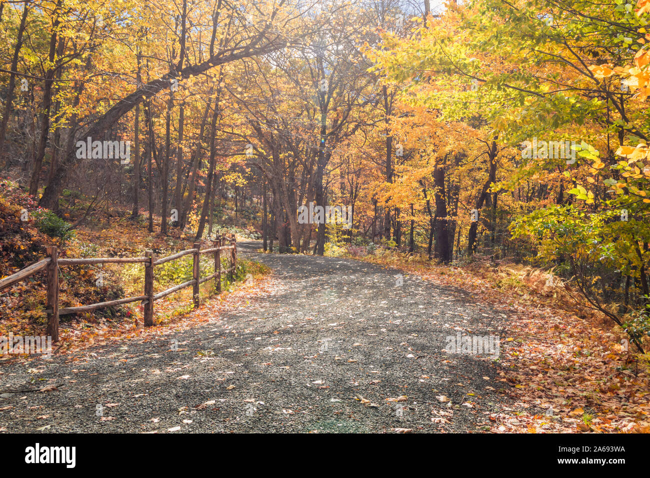 Bella chioma dorata linea il rustico sentiero recintato lungo Sam's punto, Cragsmoor, NY, su una luminosa giornata autunnale Foto Stock