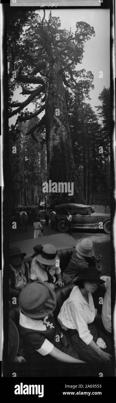 Il parco nazionale di Yosemite, Grizzly sequoia gigante Foto Stock