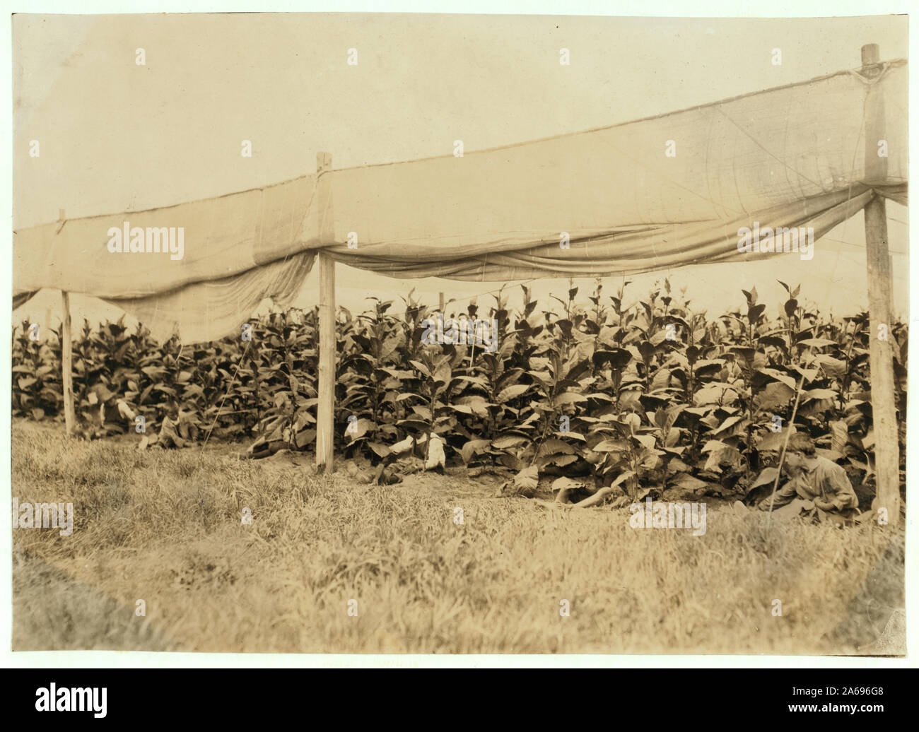Selettori di giovani (4899). Abstract: Fotografie dal record della Nazionale di Lavoro Minorile Comitato (USA) Foto Stock