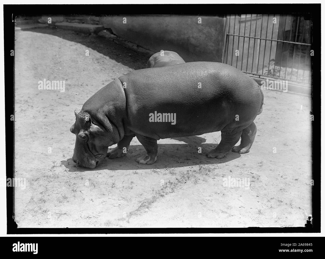 ZOO. Ippona Foto Stock