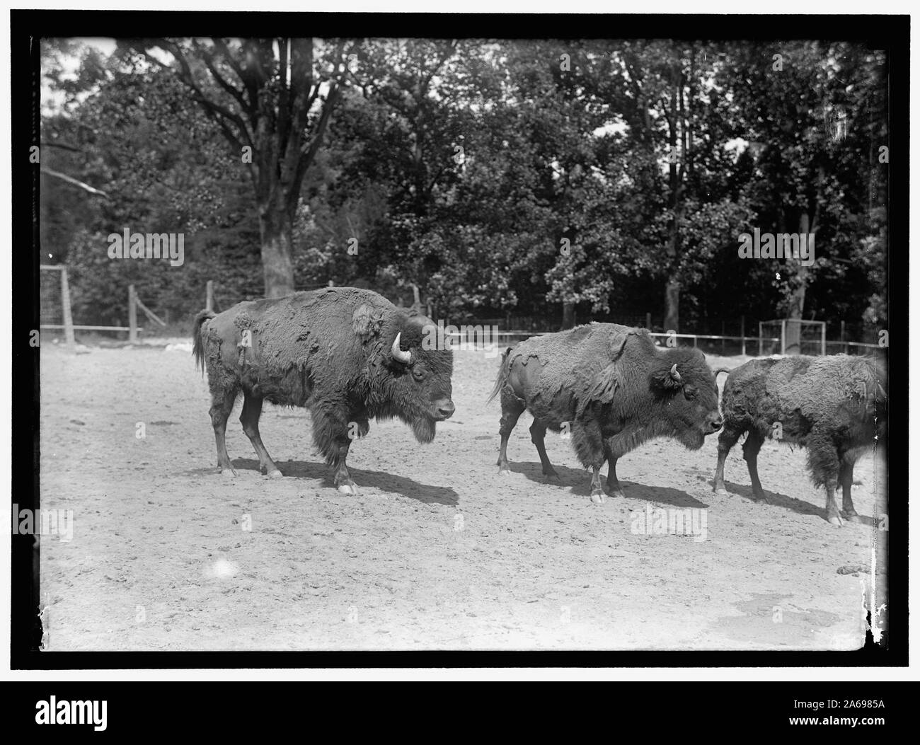 ZOO, Washington, D.C.: BISON Foto Stock